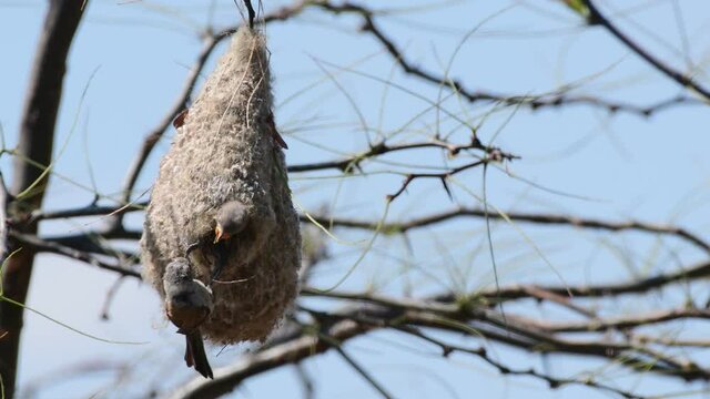 Penduline tit on the nest, remiz pendulinus. In the wild.