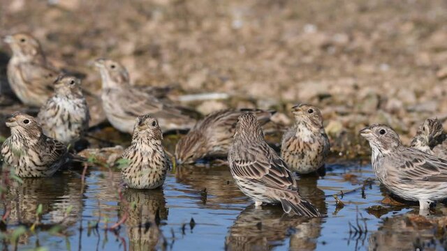A group of songbirds drink water. Emberiza calandra