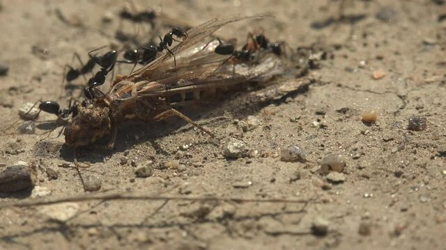 Ant colony attacked antlion in family Myrmeleontidae, Distoleon tetragrammicus