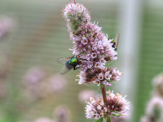 Fliege auf Minzblüte