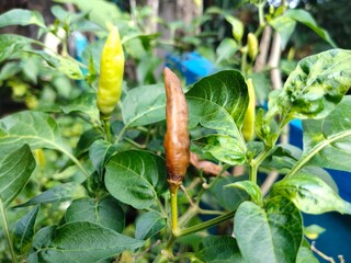 Rotten chili cannot be harvested