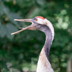 Vogel mit offenem Schnabel Zunge