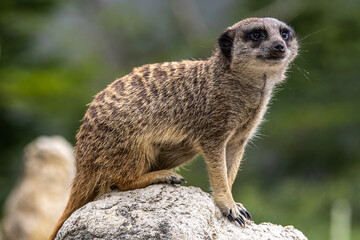Meerkat, Suricata suricatta sitting on a stone and looking into the distance