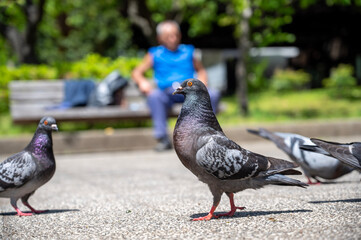 pigeons in the park