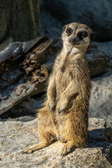 Meerkat, Suricata suricatta sitting on a stone and looking into the distance
