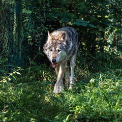 European Grey Wolf, Canis lupus in a german park