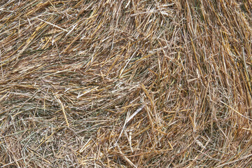 Dried hay texture for background. Yellow straw. Yellow background. Agricultural harvesting for livestock