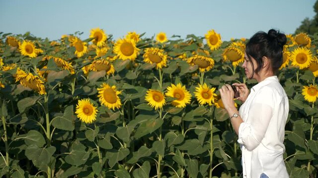 Young Woman Taking Pictures Photos on Smartphone of Sunflower Field. Female Agronomist Farmer Worker Inspect Crops Future Harvest. Summer Morning. 2x Slow motion 60fps 4K