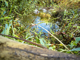 beautiful green grass closeup water in mountain