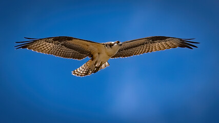 Fototapeta na wymiar Osprey flying and junenile on the net