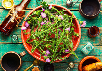 Thistle,wild medicinal plant