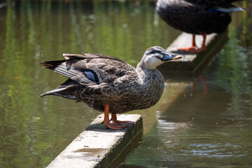 duck on the water