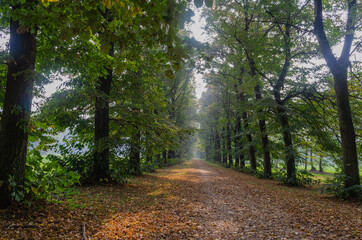 Fototapeta premium path in the forest