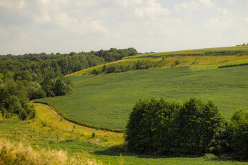 Fototapeta na wymiar landscape with field