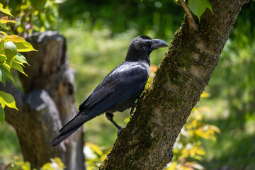 blackbird on a branch