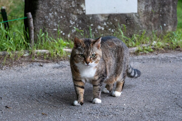 Obraz premium cat