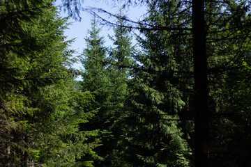 Obraz premium trees in the forest