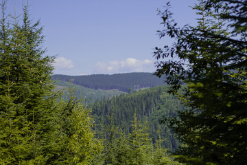forest in the mountains