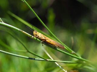 a branchhopper in the green branch with the nature in the background 