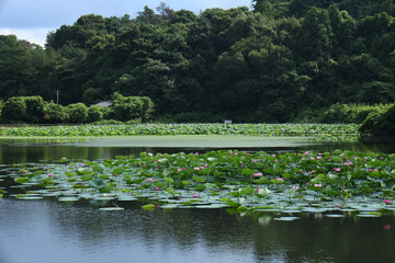 はす池