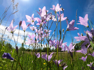 Fototapete bei efototapeten.de bestellen   