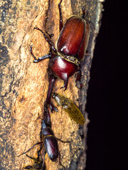 樹液を吸うカブトムシとノコギリクワガタ