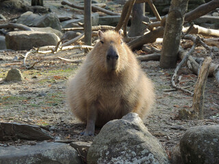 marmot in the mountains