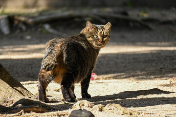 Obraz premium cat on the rocks