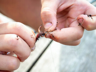 The process of putting a worm on a hook. Fishing, recreation, hobbies.