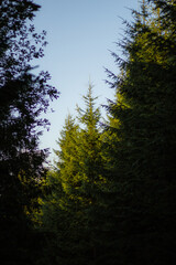 Obraz na płótnie Canvas sun shining through trees