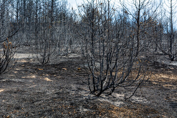 Remains of burnt trees after a forest fire
