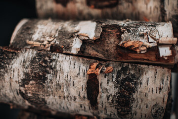 Close-up detail of chopped logs of a tree tied with a rope. Background with natural texture. Rustic