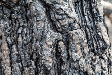 Close up of the burnt tree bark after a forest fire