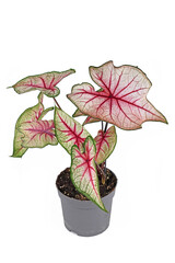 Tropical 'Caladium White Queen' plant with white leaves and pink veins in pot on white background