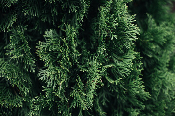 Bright green fresh coniferous plant growing in nature. Natural background