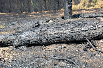 Burned wood after a forest fire