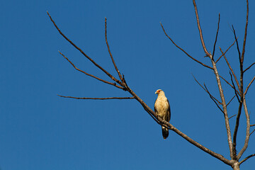 真っ青な空をバックに美しい姿を見せたキバラカラカラ