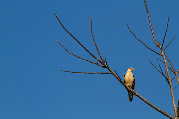 真っ青な空をバックに美しい姿を見せたキバラカラカラ