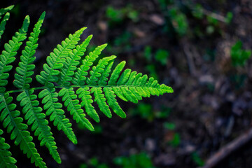 Green fern leaf