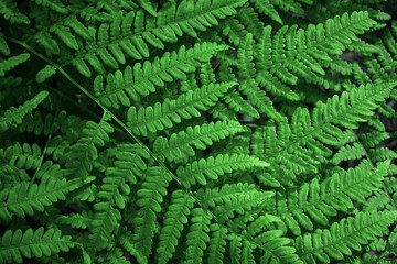 Green fern background