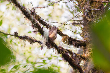 コケの生えた木の枝に止まってあたりをうかがうバフムジツグミ