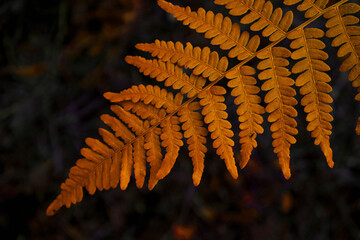 Autumn fern, golden color