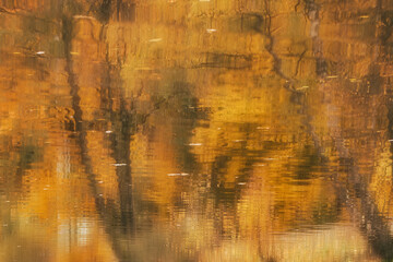 Obraz premium Reflection of colorful yellow and orange trees in the water at Walzwiher near Kaiserslautern, Germany.