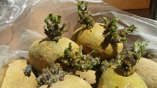 freckled potatoes video art