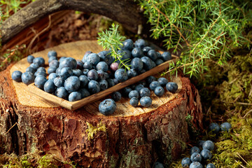 Fresh blueberries in the forest.