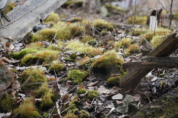 Naklejka na ściany i meble moss on the ruins, among the boards