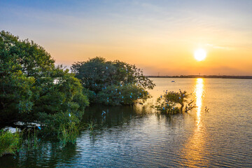 夏の夕暮れの牛久沼と野鳥（鷺）	