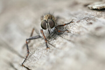 Front view of a Robber fly 