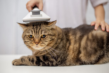 Cat hair brush, combing hair brush for animals. Human hand brushing the cat's hair