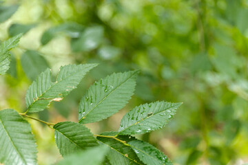 After rain Water Drops on Green leaves in the garden pattern background, sparkle of Droplets on surface leaf, color Dark Flat lay Natural background for input text